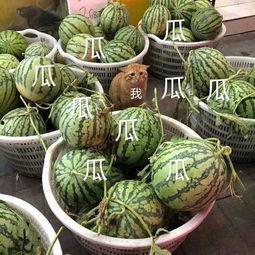 娱乐吃瓜头像图片,揭秘明星幕后故事  第1张