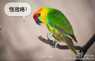 鹦鹉爆料主人出轨了吗视频,主人出轨事件大揭秘 第1张 鹦鹉爆料主人出轨了吗视频,主人出轨事件大揭秘 第1张